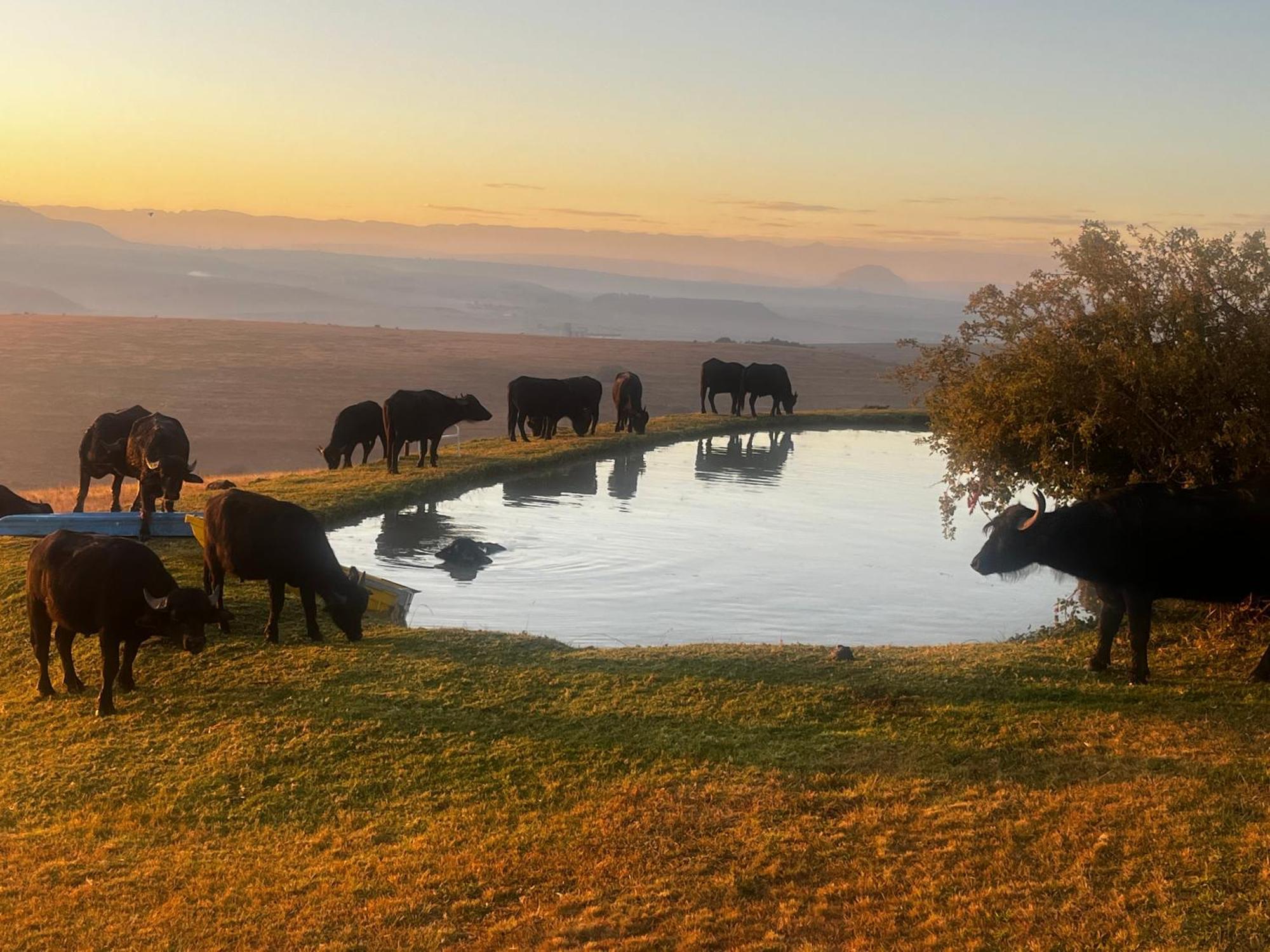 Uitzicht Private Nature Reserve And Lodge Fouriesburg Bagian luar foto