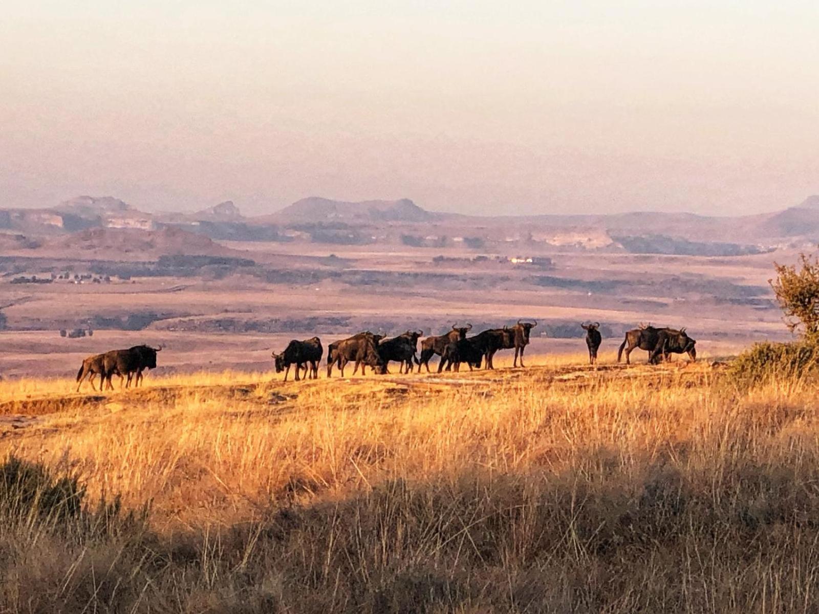 Uitzicht Private Nature Reserve And Lodge Fouriesburg Bagian luar foto